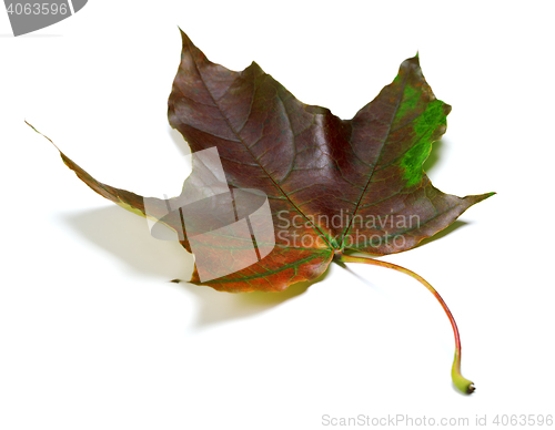 Image of Multicolor autumn maple leaf on white