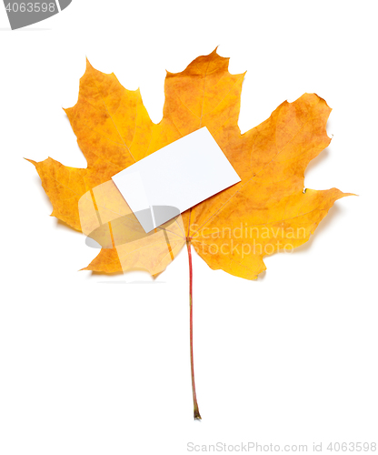 Image of Autumn yellow maple-leaf with white empty price card