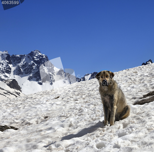 Image of Dog in snow mountains at sun spring day