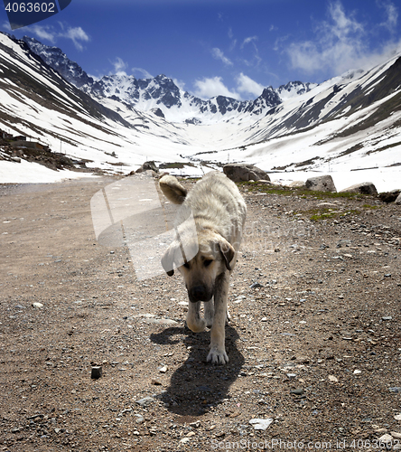 Image of Dog on dirt road in spring mountains