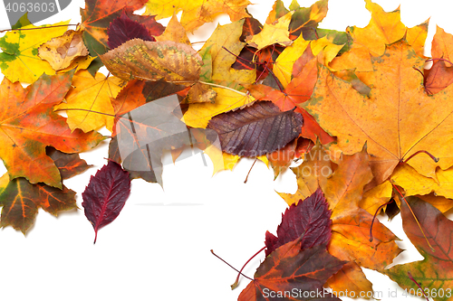 Image of Autumn multicolor maple leaves