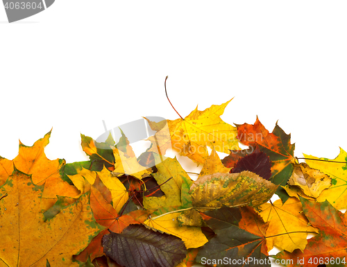 Image of Autumn dried multicolor leafs
