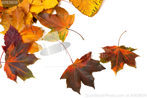 Image of Autumn multicolor maple leaves 