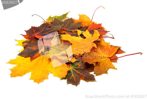 Image of Pile of autumn multi colored maple leaves