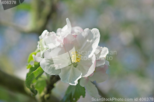 Image of apple blossom