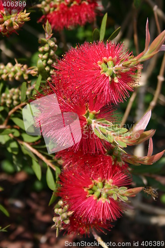 Image of Flower