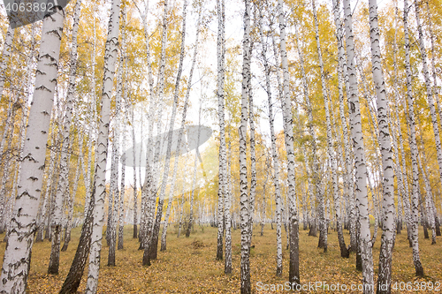 Image of autumn birch forest