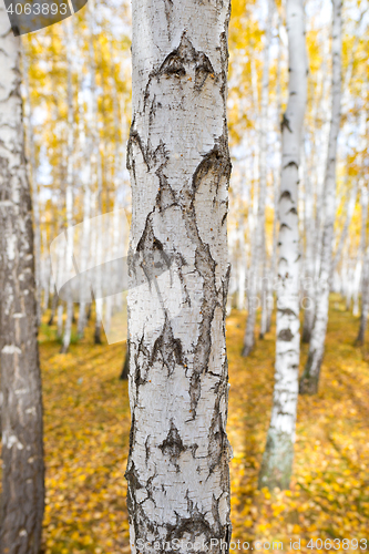 Image of birch tree
