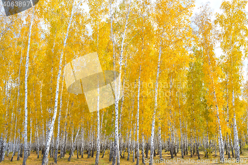 Image of autumn birch forest