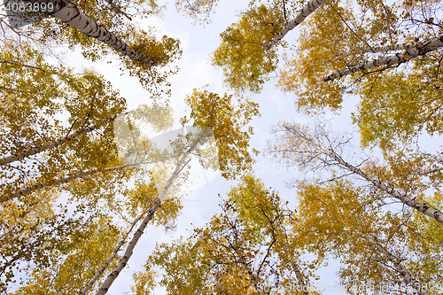 Image of autumn forest