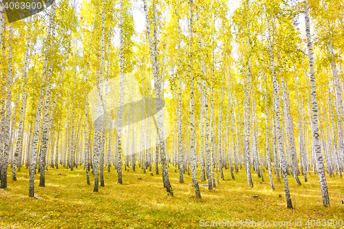 Image of autumn forest