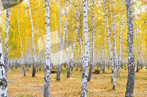 Image of autumn birch forest