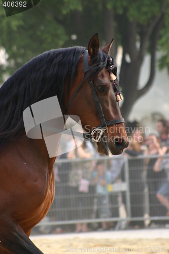 Image of Beautiful horse