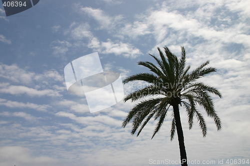 Image of Palm tree against the sky