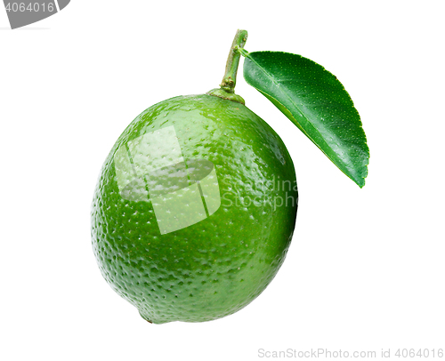 Image of Lime on white background
