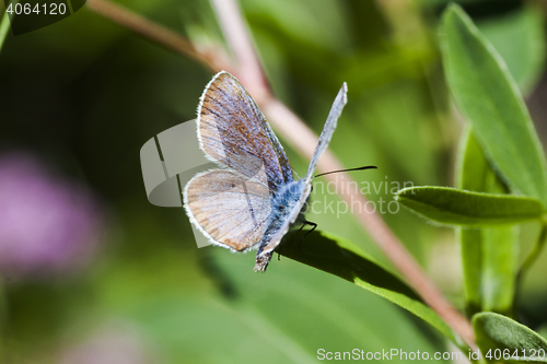 Image of blue wings