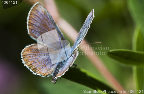 Image of common blue