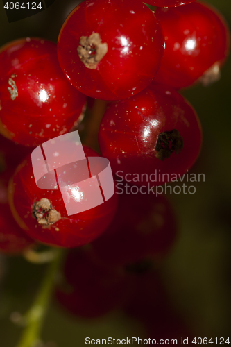 Image of red currants