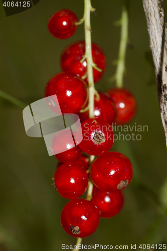 Image of cluster of red currants