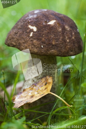 Image of leccinum