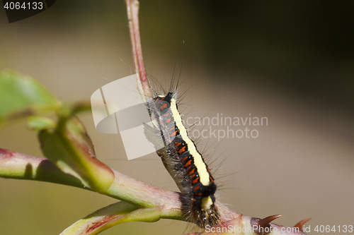 Image of caterpillar