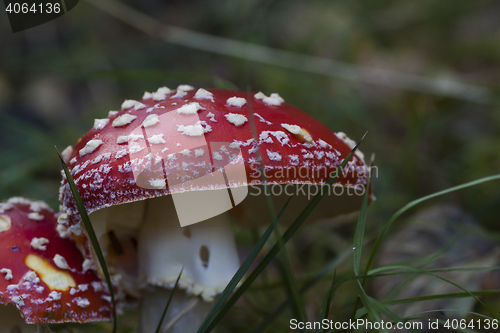 Image of fly agaric