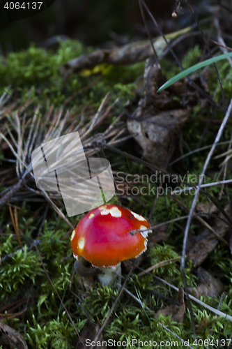 Image of fly agaric