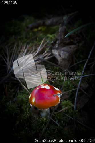 Image of amanita muscaria