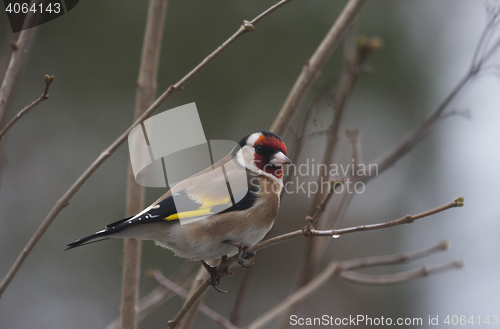 Image of gold finch