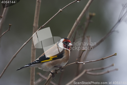 Image of gold finch