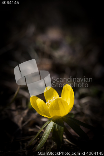 Image of winter aconite