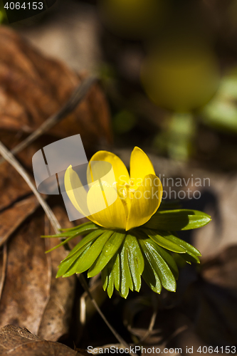 Image of winter hellebore