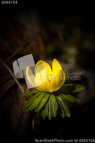 Image of winter aconite