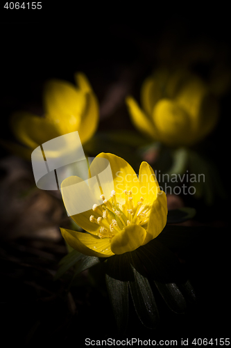 Image of winter aconite