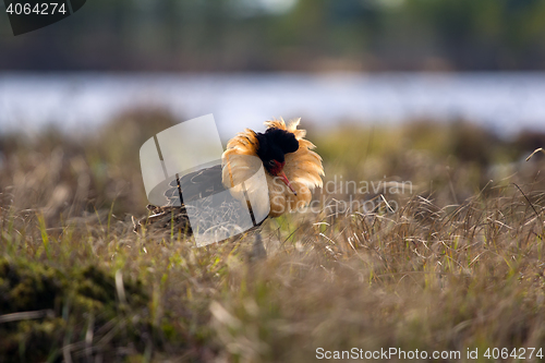 Image of Mating behaviour. Male ruffs are in state of self-advertising