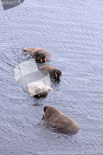 Image of Atlantic walrus in shallow waters of Barents sea. Arctic