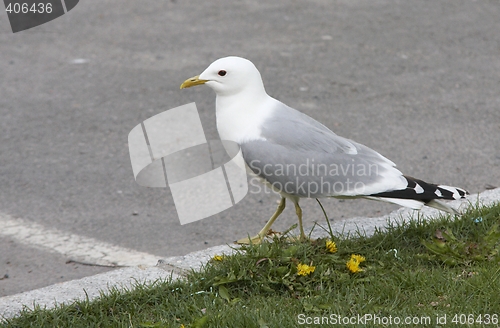 Image of Common gull