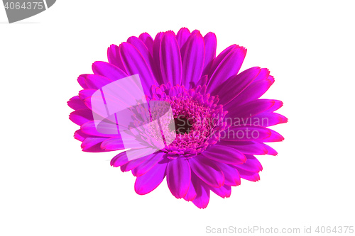 Image of Violet flower closeup 