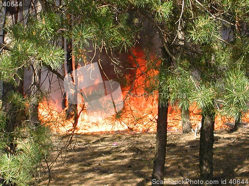 Image of Fire