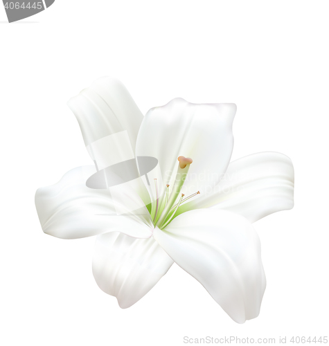 Image of Photo-realistic Beautiful White Lily Isolated On White Background