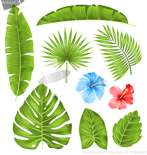 Image of Set of Tropical Leaves, Collection Plants Isolated