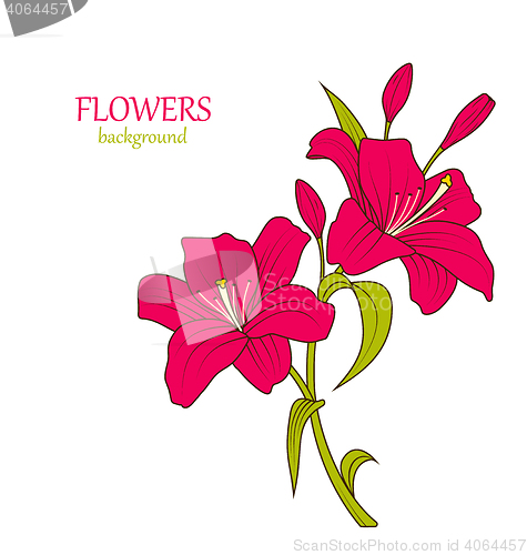 Image of Linear Colored Sketch of Beautiful Lily Flowers Isolated