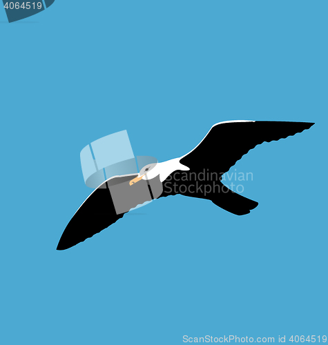 Image of Soaring seagull in blue sky, seabird isolated on blue background