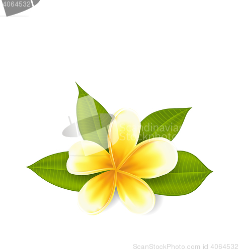 Image of Frangipani with leaves, exotic flower isolated on white backgrou