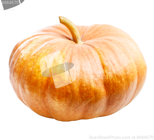 Image of Halloween Pumpkin Isolated