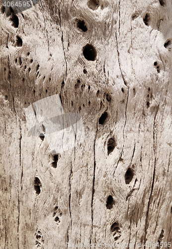 Image of Cactus wood bark texture
