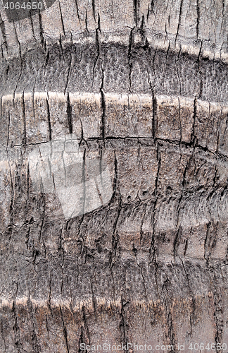 Image of Coconut tree wood bark texture