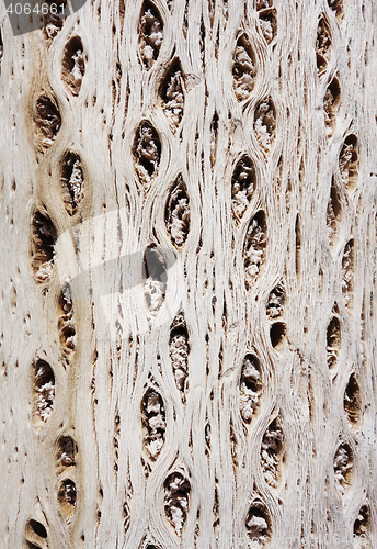 Image of Cactus wood bark texture
