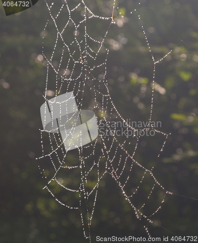 Image of Spider\'s net with waterdrops