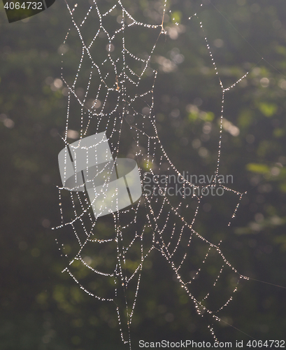 Image of Spider\'s net with waterdrops